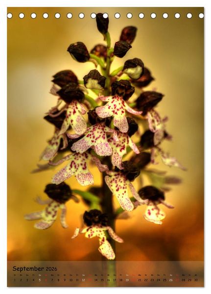 Produktbild: Juwelen der Natur - Ein Orchideensommer (Tischkalender 2026 DIN A5 hoch), CALVENDO Monatskalender