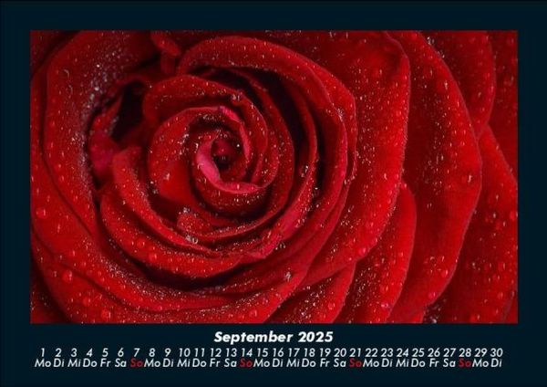 Produktbild: Strahlend sch&ouml;ne Rosen 2025 Fotokalender DIN A5