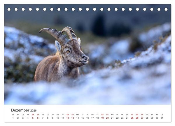 Produktbild: Steinbock - K&ouml;nig der Alpen (Tischkalender 2026 DIN A5 quer), CALVENDO Monatskalender