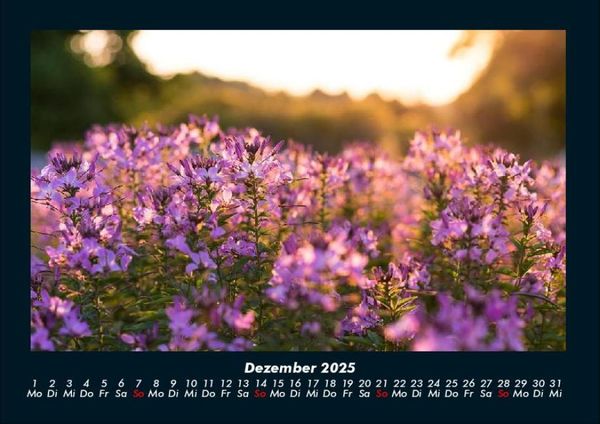 Produktbild: Blumentr&auml;ume 2025 Fotokalender DIN A4
