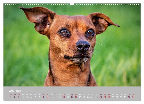 Produktbild: Dein Hund der treue Begleiter (Wandkalender 2026 DIN A2 quer), CALVENDO Monatskalender