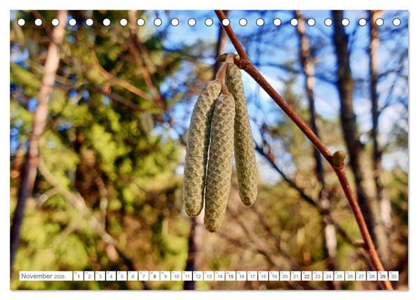 Produktbild: Das Leben der Haselnuss (Tischkalender 2026 DIN A5 quer), CALVENDO Monatskalender
