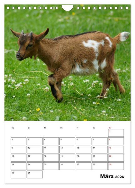 Produktbild: Ziegen Terminplaner (Wandkalender 2026 DIN A4 hoch), CALVENDO Monatskalender