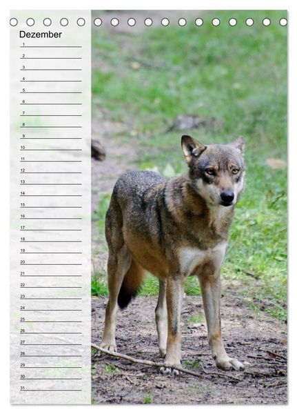 Produktbild: Der Wolf - Isegrim in den heimischen W&auml;ldern - Kalender 2026 (Tischkalender 2026 DIN A5 hoch), CALVENDO Monatskalender