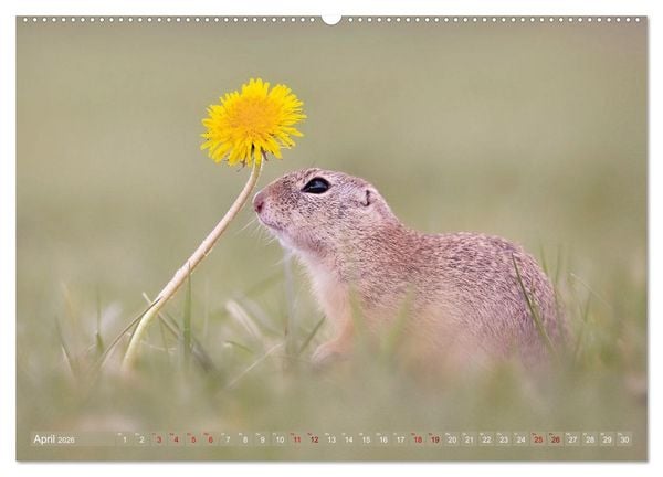 Produktbild: Zauberhafte Ziesel (hochwertiger Premium Wandkalender 2026 DIN A2 quer), Kunstdruck in Hochglanz
