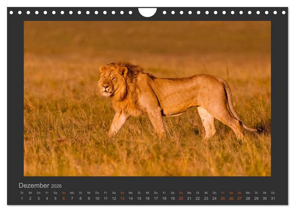 Produktbild: L&ouml;wen Wildlife-Fotografien (Wandkalender 2026 DIN A4 quer), CALVENDO Monatskalender