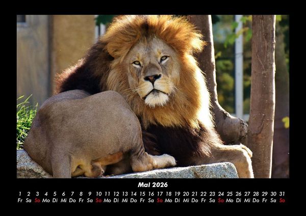 Produktbild: L&ouml;wen in der Wildnis 2026 Fotokalender DIN A3