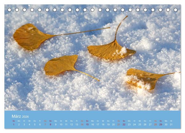 Produktbild: Geliebter Ginkgo (Tischkalender 2026 DIN A5 quer), CALVENDO Monatskalender