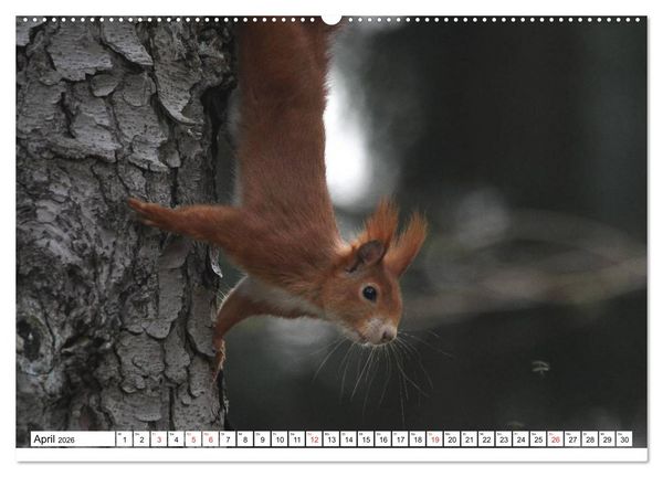 Produktbild: Eichh&ouml;rnchen in freier Natur (hochwertiger Premium Wandkalender 2026 DIN A2 quer), Kunstdruck in Hochglanz
