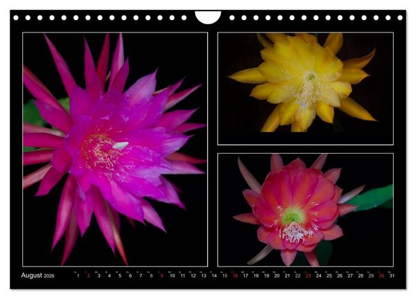 Produktbild: Epiphyllum-Hybriden (Wandkalender 2026 DIN A4 quer), CALVENDO Monatskalender