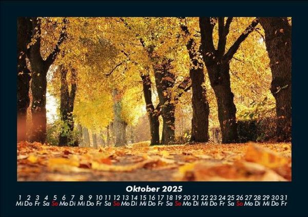 Produktbild: B&auml;ume 2025 Fotokalender DIN A5