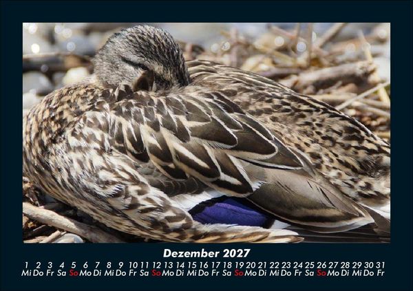 Produktbild: Enten 2027 Fotokalender DIN A5