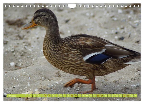 Produktbild: Possierliche Stockenten (Wandkalender 2026 DIN A4 quer), CALVENDO Monatskalender