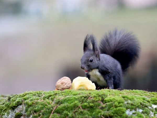 Produktbild: CALVENDO Puzzle Als Nachtisch gab es heute mal ein St&uuml;ck Apfel. Hat mir sehr gut geschmeckt... :-) | 1000 Teile Lege-Gr&ouml;&szlig;e 64x48cm Foto-Puzzle f&uuml;r gl&uuml;ckliche Stunden