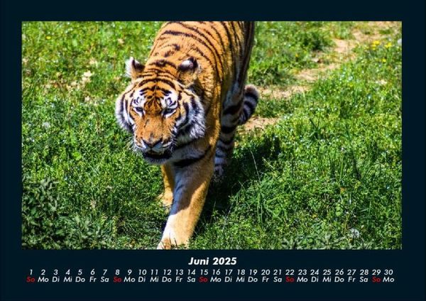 Produktbild: Tiger 2025 Fotokalender DIN A4