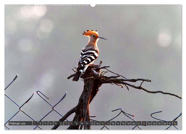 Produktbild: Tiere Indiens close up (hochwertiger Premium Wandkalender 2026 DIN A2 quer), Kunstdruck in Hochglanz