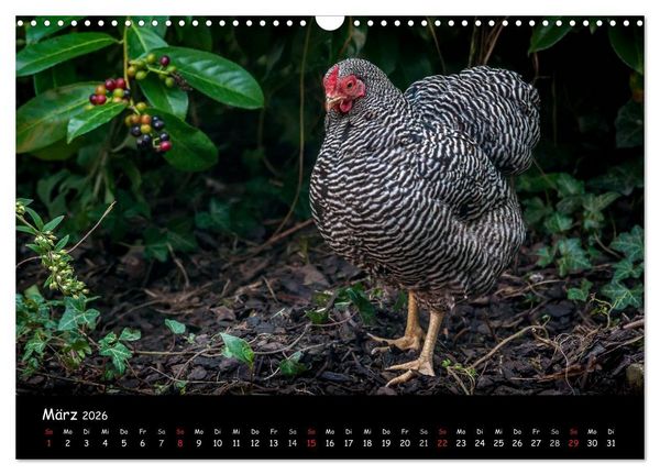 Produktbild: Gartenh&uuml;hner (Wandkalender 2026 DIN A3 quer), CALVENDO Monatskalender