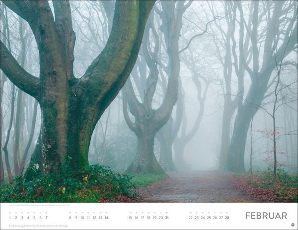 Produktbild: Sch&ouml;nheit des Waldes Posterkalender 2027