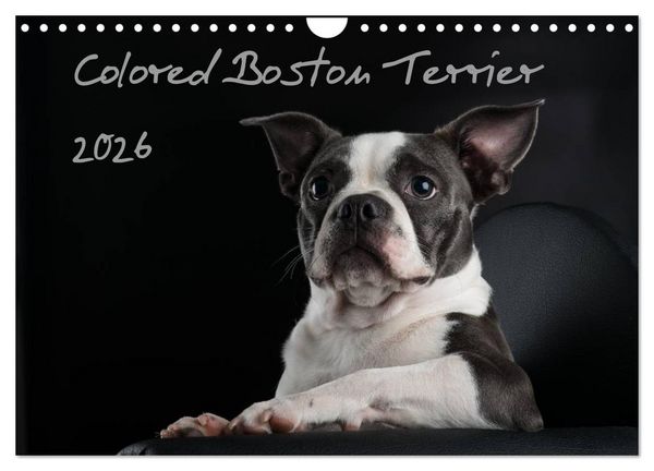 Produktbild: Colored Boston Terrier 2026 (Wandkalender 2026 DIN A4 quer), CALVENDO Monatskalender