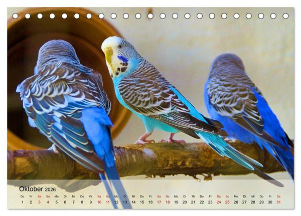 Produktbild: Wellensittiche - gesellige Freunde (Tischkalender 2026 DIN A5 quer), CALVENDO Monatskalender