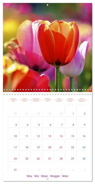 Produktbild: Tulips - Harbingers of Spring (Wall Calendar 2027 12 &times; 12 Inch) CALVENDO 12 Month Wall Calendar
