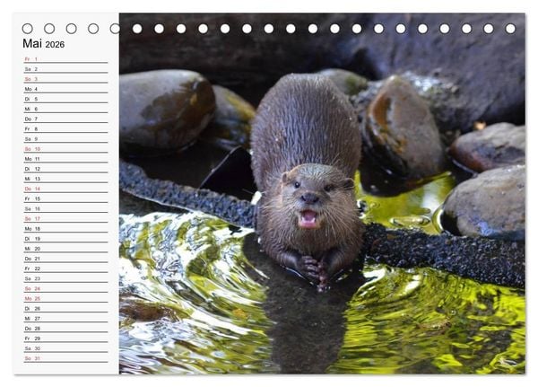 Produktbild: Seehunde und Otter. Putzige Gesellen, perfekte Schwimmer (Tischkalender 2026 DIN A5 quer), CALVENDO Monatskalender