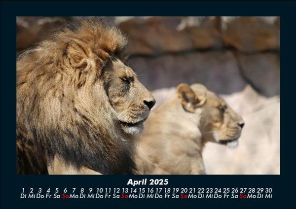 Produktbild: L&ouml;wen in der Wildnis 2025 Fotokalender DIN A5