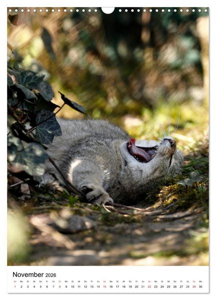 Produktbild: Kleine Tiger im Wald (Wandkalender 2026 DIN A3 hoch), CALVENDO Monatskalender