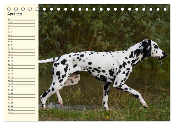 Produktbild: Auf den Punkt - Dalmatiner (Tischkalender 2026 DIN A5 quer), CALVENDO Monatskalender