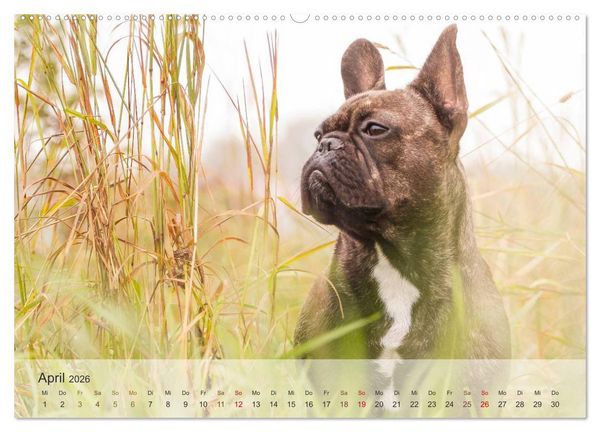 Produktbild: Hunde 2026 - Treue Begleiter (Wandkalender 2026 DIN A2 quer), CALVENDO Monatskalender