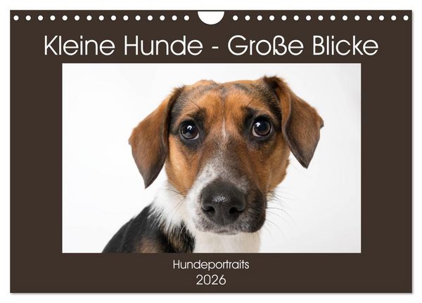 Kleine Hunde - Große Blicke (Wandkalender 2026 DIN A4 quer), CALVENDO Monatskalender