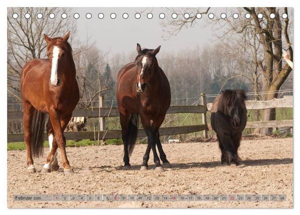 Produktbild: Natural Horsemanship - Partnerschaft mit Pferden (Tischkalender 2026 DIN A5 quer), CALVENDO Monatskalender