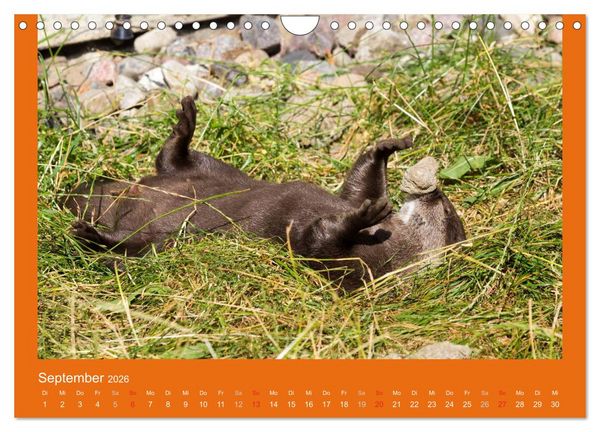Produktbild: Tierkinder (Wandkalender 2026 DIN A4 quer), CALVENDO Monatskalender