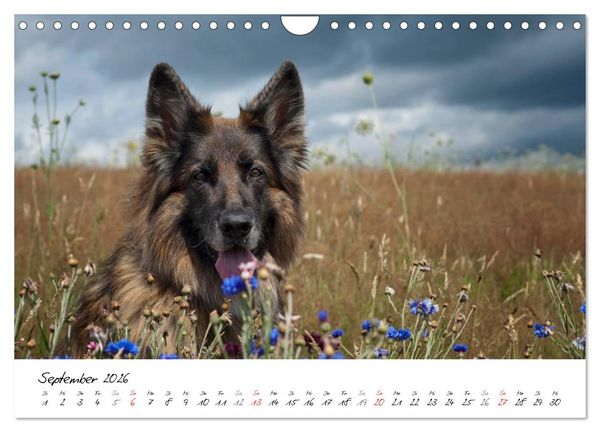 Produktbild: Zauberhafte Langhaar Sch&auml;ferhunde (Wandkalender 2026 DIN A4 quer), CALVENDO Monatskalender