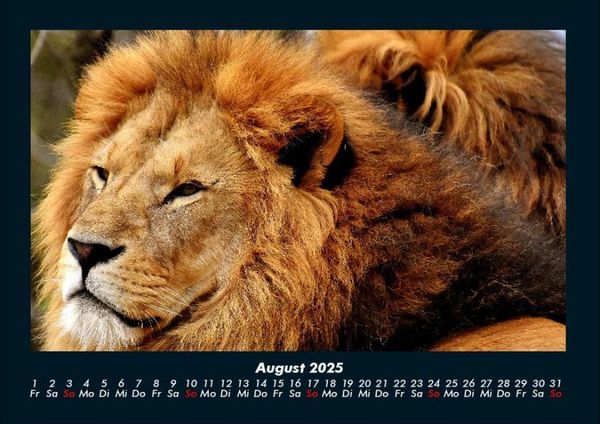 Produktbild: L&ouml;wen in der Wildnis 2025 Fotokalender DIN A4