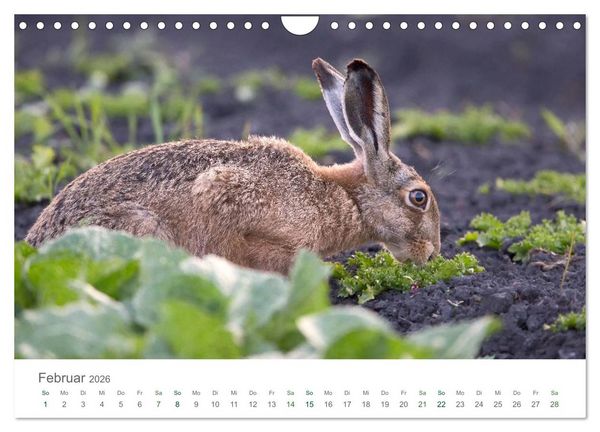 Produktbild: Feldhasen - dem Langohr auf der Spur (Wandkalender 2026 DIN A4 quer), CALVENDO Monatskalender