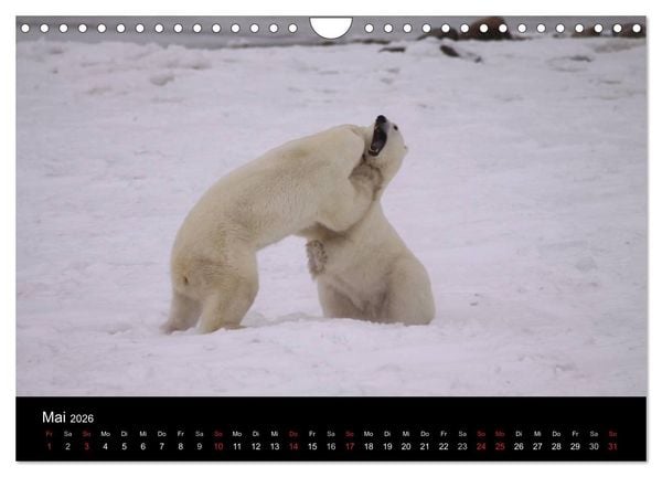 Produktbild: Arktische Tr&auml;ume - Eisb&auml;ren in Kanada (Wandkalender 2026 DIN A4 quer), CALVENDO Monatskalender