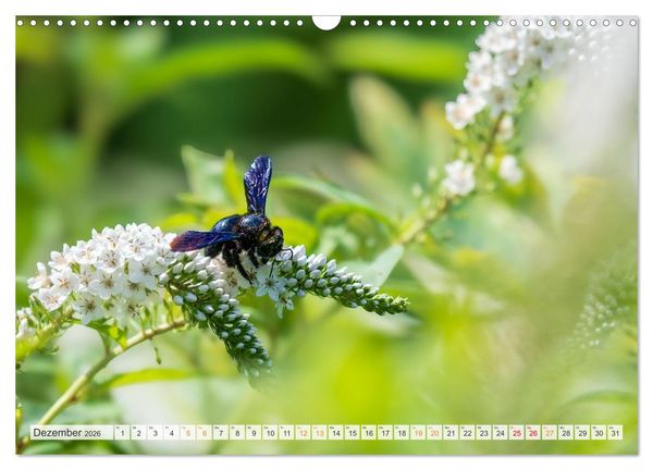 Produktbild: Bienen und Hummeln in Aktion (Wandkalender 2026 DIN A3 quer), CALVENDO Monatskalender