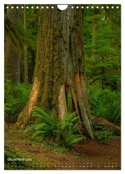 Produktbild: G&eacute;ants verts de la for&ecirc;t (Calendrier mural 2026 DIN A4 horizontal), CALVENDO calendrier mensuel