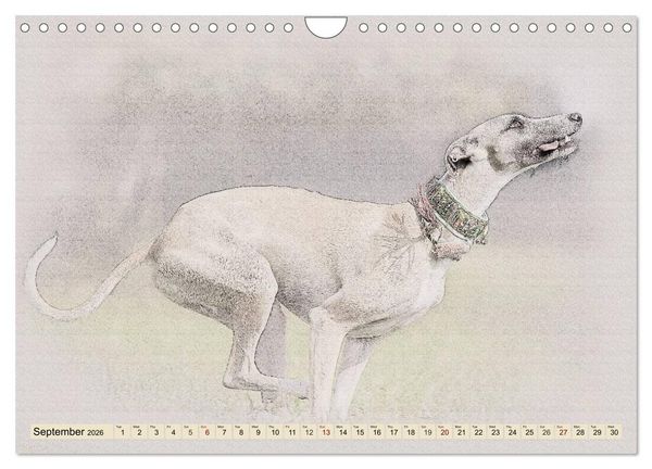 Produktbild: Whippets 2026 (Wall Calendar 2026 DIN A4 landscape), CALVENDO 12 Month Wall Calendar
