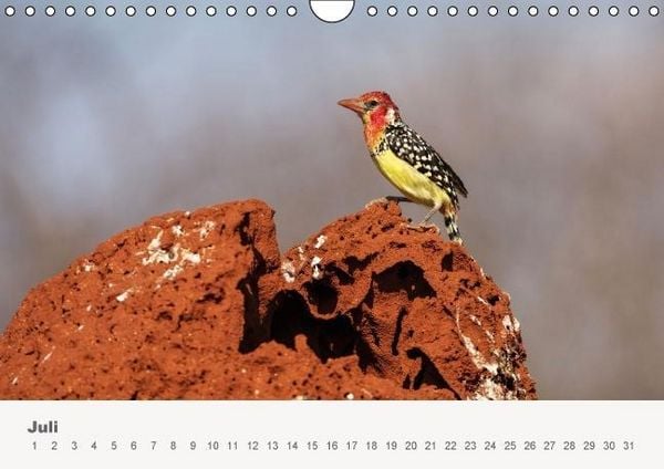 Produktbild: Faszination Ostafrika - Tierwelt und Natur aus Kenia und Tansania (Wandkalender immerw&auml;hrend DIN A4 quer)