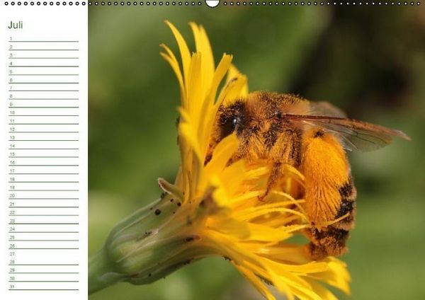 Produktbild: Bienen - Emsige Helfer (Wandkalender immerw&auml;hrend DIN A2 quer)