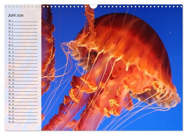 Produktbild: Quallen. Die Welt der Medusen (Wandkalender 2026 DIN A3 quer), CALVENDO Monatskalender