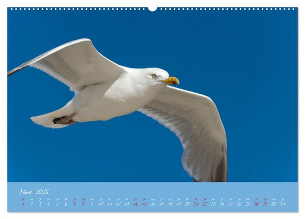 Produktbild: M&ouml;wen die Begleiter an Meer und See (Wandkalender 2026 DIN A2 quer), CALVENDO Monatskalender
