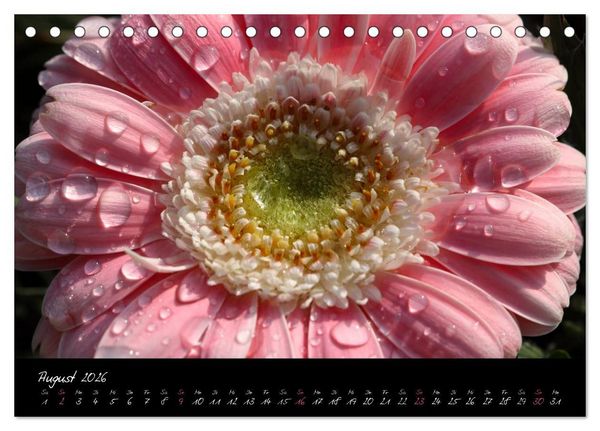 Produktbild: Floral Portraits - Blumen Impression (Tischkalender 2026 DIN A5 quer), CALVENDO Monatskalender