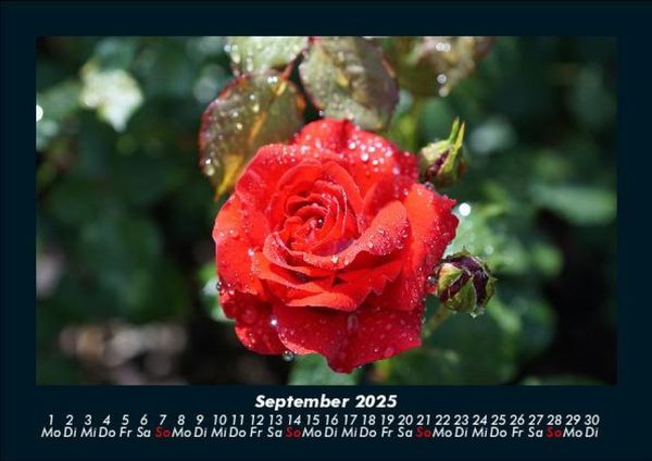 Produktbild: Rosentraum 2025 Fotokalender DIN A5