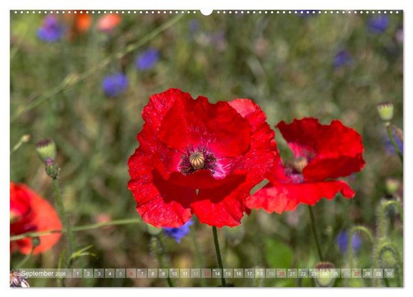 Produktbild: Mohn (hochwertiger Premium Wandkalender 2026 DIN A2 quer), Kunstdruck in Hochglanz