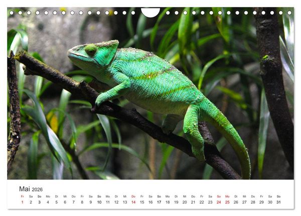 Produktbild: Reptilien - Tierische Farbenpracht (Wandkalender 2026 DIN A4 quer), CALVENDO Monatskalender