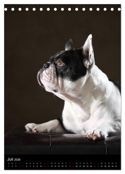 Produktbild: Bullys mit Charme - Franz&ouml;sische Bulldoggen im Portrait (Tischkalender 2026 DIN A5 hoch), CALVENDO Monatskalender