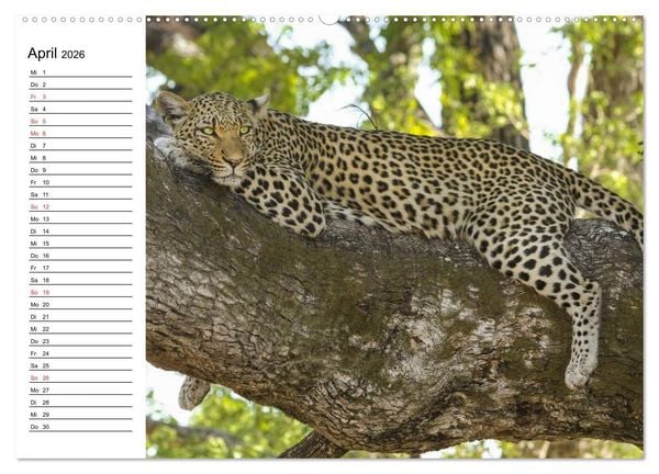 Produktbild: Leoparden. Elegante J&auml;ger (Wandkalender 2026 DIN A2 quer), CALVENDO Monatskalender
